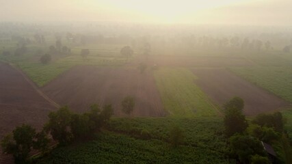 Wall Mural - 4k arial view of rice fields and sugarcane fields.