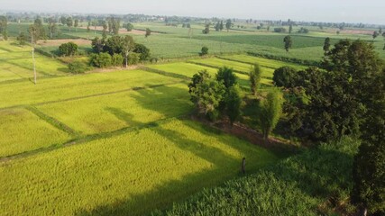 Wall Mural - 4k arial view of rice fields and sugarcane fields.