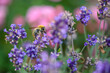 Bienen sammeln Honig im Blütenkelch einer lavendel