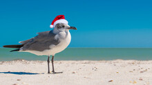 Seagull On The Beach. Christmas Seagull Bird In Red Santa Or Snowman Hat At Sunny Beach. Holiday Concept For New Year Post Cards. Florida Winter. Ocean Or Gulf Of Mexico. Tropical Nature. Copy Space. 