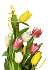 Wall Mural - Colorful tulip flowers and yellow twisted ribbon in a bottom border isolated on white background