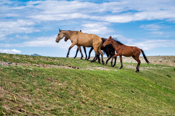 Sticker - horses in the field	