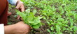 Harvesting mustard greens on agriculture farms at village of Nepal