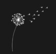 Hand drawn white dandelion, dandelion with flying seeds in doodle style. Vector illustration for fabric, card design or baby clothings.