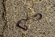 dead snake on the road