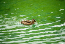 A Duck Swimming In A Lake With Green Water