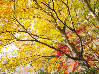 Wall Mural - japanese maple tree with yellow autumn foliage