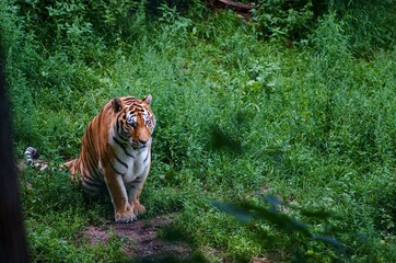 tiger in the forest