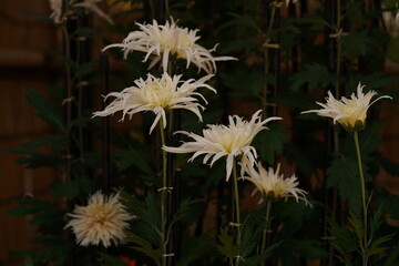 Wall Mural - white flowers of chrysanthemum 'edo giku' in full bloom