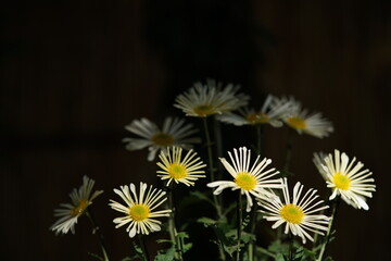 Wall Mural - white flowers of chrysanthemum 'higo giku' in full bloom