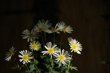 Wall Mural - white flowers of chrysanthemum 'higo giku' in full bloom
