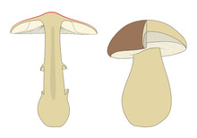 Identifying Mushrooms Requires A Basic Understanding Of Their Macroscopic Structure

