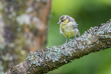 Juvenile blue tit on a tree branch