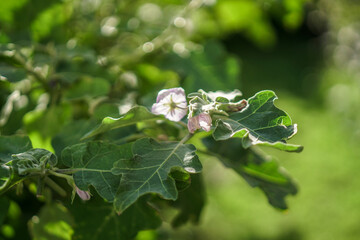 Canvas Print - dew on a leaf