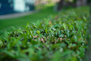 Wall Mural - close up of green grass