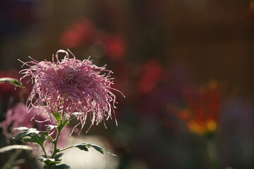 Wall Mural - light pink flowers of chrysanthemum 'ise giku' in full bloom