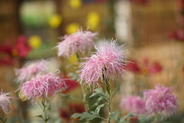 Wall Mural - faint pink flowers of chrysanthemum 'ise giku' in full bloom