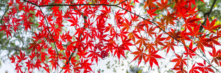 Wall Mural - red maple leaves as panorama background