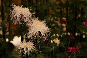 Wall Mural - white flowers of chrysanthemum 'ise giku' in full bloom