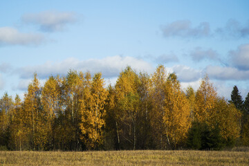 Wall Mural - Beautiful shot of a a forest under the cloudy skies