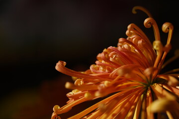 Wall Mural - light orange flower center of chrysanthemum 'kudamono' in full bloom