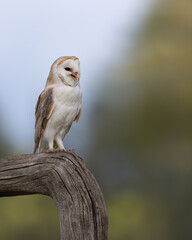 Wall Mural - alert barn owl perched on a tree branch with blue sky and green foliage in the background.