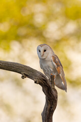 Wall Mural - barn owl perched on a branch with golden foliage in the background.