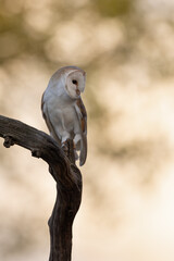 Wall Mural - barn owl perched on a branch with dappled light in the background.