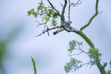 Juvenile Mississippi Kite In A Tree