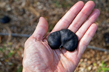 Guanacaste, Monkey-ear Tree Or Elephant-ear Tree Seed (Enterolobium Cyclocarpum) On Hand