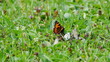 Schmetterlinge (Tagpfauenauge und Bläuling) auf einer Sommerwiesen zwischen Wildblumen und Gras