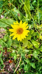 Wall Mural - Sonnenblume - Helianthus annuus