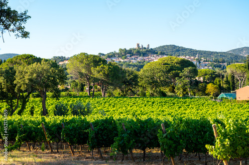 Wine making in  department Var in  Provence-Alpes-Cote d\'Azur region of Southeastern France, vineyards in July with young green grapes near Saint-Tropez, cotes de Provence wine.