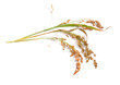 Panicum miliaceum or proso millet, broomcorn millet, hog millet, Kashfi millet, red millet, and white millet isolated