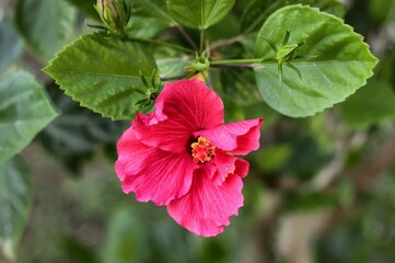 Wall Mural - Closeup of hibiscus purple flower