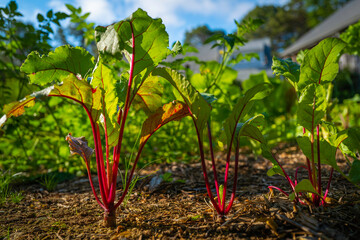 Wall Mural - Beet plants with red stems and wide green leaves in the garden