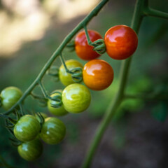 Wall Mural - Red and green cherry tomatoes hanging from the branches