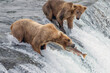 Brown Bear #128 (Grazer) catches a Sockeye Salmon at Brooks Falls.
