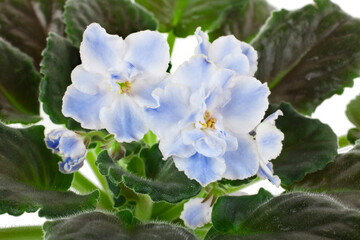 Canvas Print - Potted blue African Violet isolated on a white background