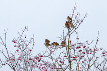 A Flock Of Sparrows Sits On Dry Branches Of A Tree In Winter In Severe Frost. Birds In Winter