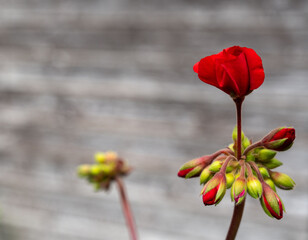 Poster - Selective closeup of red pelargonium flowers in a garden