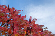 Crown Of The Tree Is Staghorn Sumac With Branches Covered With Maroon, Burgundy And Red Elongated Pinnately Compound Autumn Leaves With Thick Cone-shaped Panicles Sticking Up Against Cloudy Blue Sky.