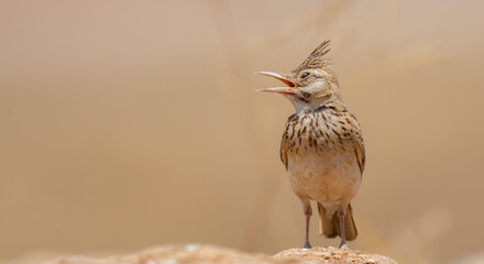 Wall Mural - Very beautiful shot of the endangered Crested Lark bird in its natural environment ( Galerida cristata )
