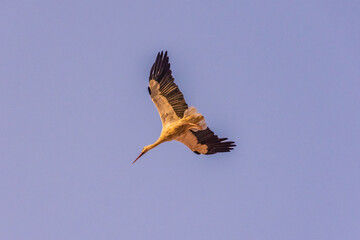 Wall Mural - A great stork flying in the skies of Marrakech, Morocco