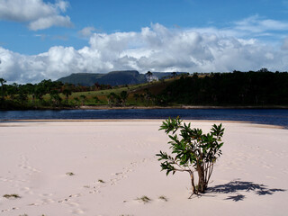 Plant growing on a pristine inland beach in Canaima National Park, Venezuela