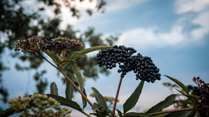 Elderberry bush on a background of blue sky, ripe black berries. Elderberry is medicinal.