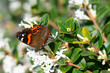 Red admiral butterfly in New Zealand on plant
