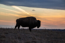 A Silhouette Of A Buffalo Or Bison Against A Dramatic Sunset Or Sunrise Sky
