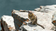 Chipmunk - A cute chipmunk standing on top of a rocky cliff at side of Saint Mary Lake on a sunny Spring day. Glacier National Park. Montana, USA.