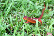 Red Lizard On The Grass